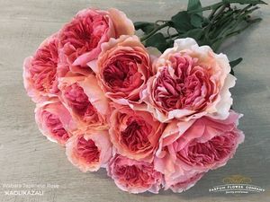 ROSE WABARA KAOLIKAZALI  50